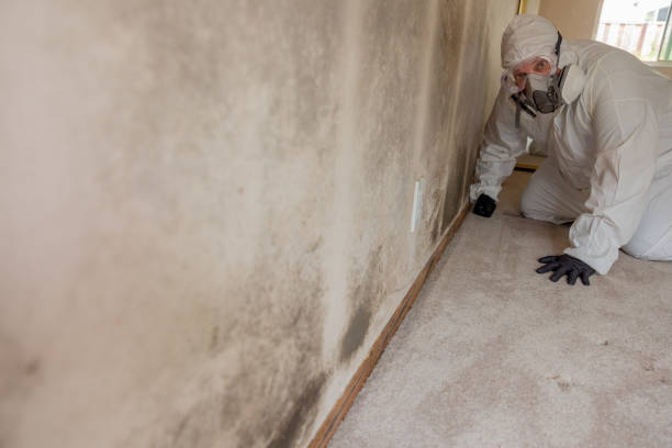 Best Asbestos and Lead Testing During Mold Inspection  in Una, WA